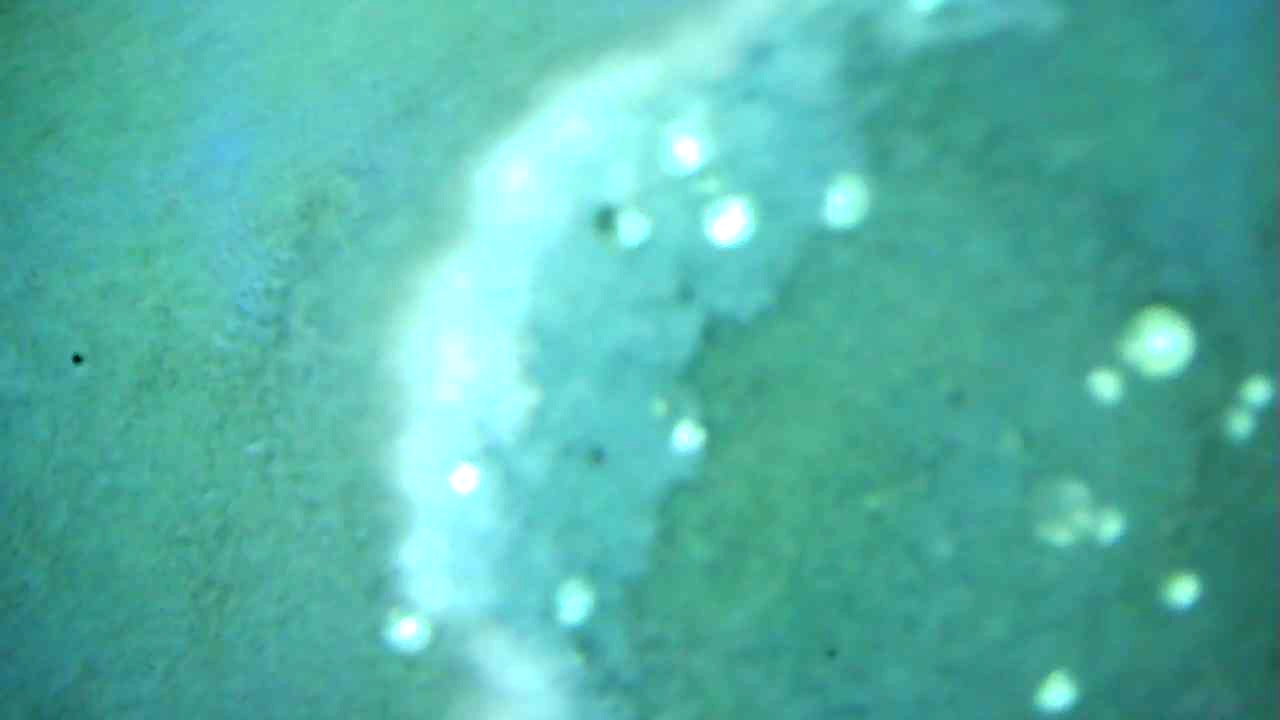 My Journey to the Snake G-ddess