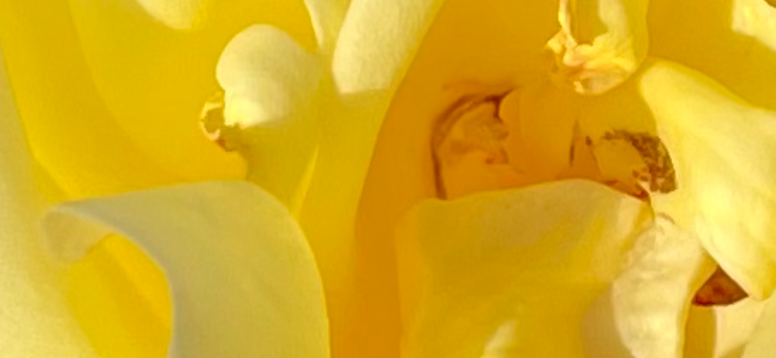 The Healing (L.D.#3)