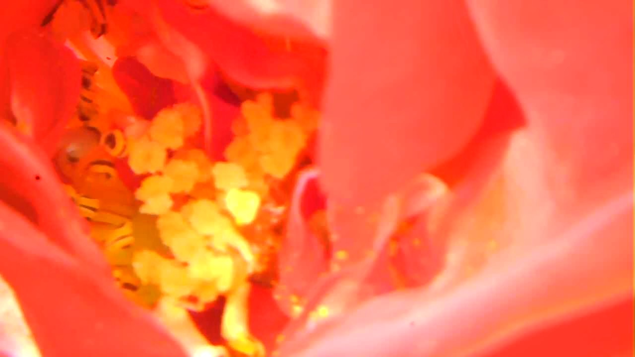 What is chronic i’ll-ness really?