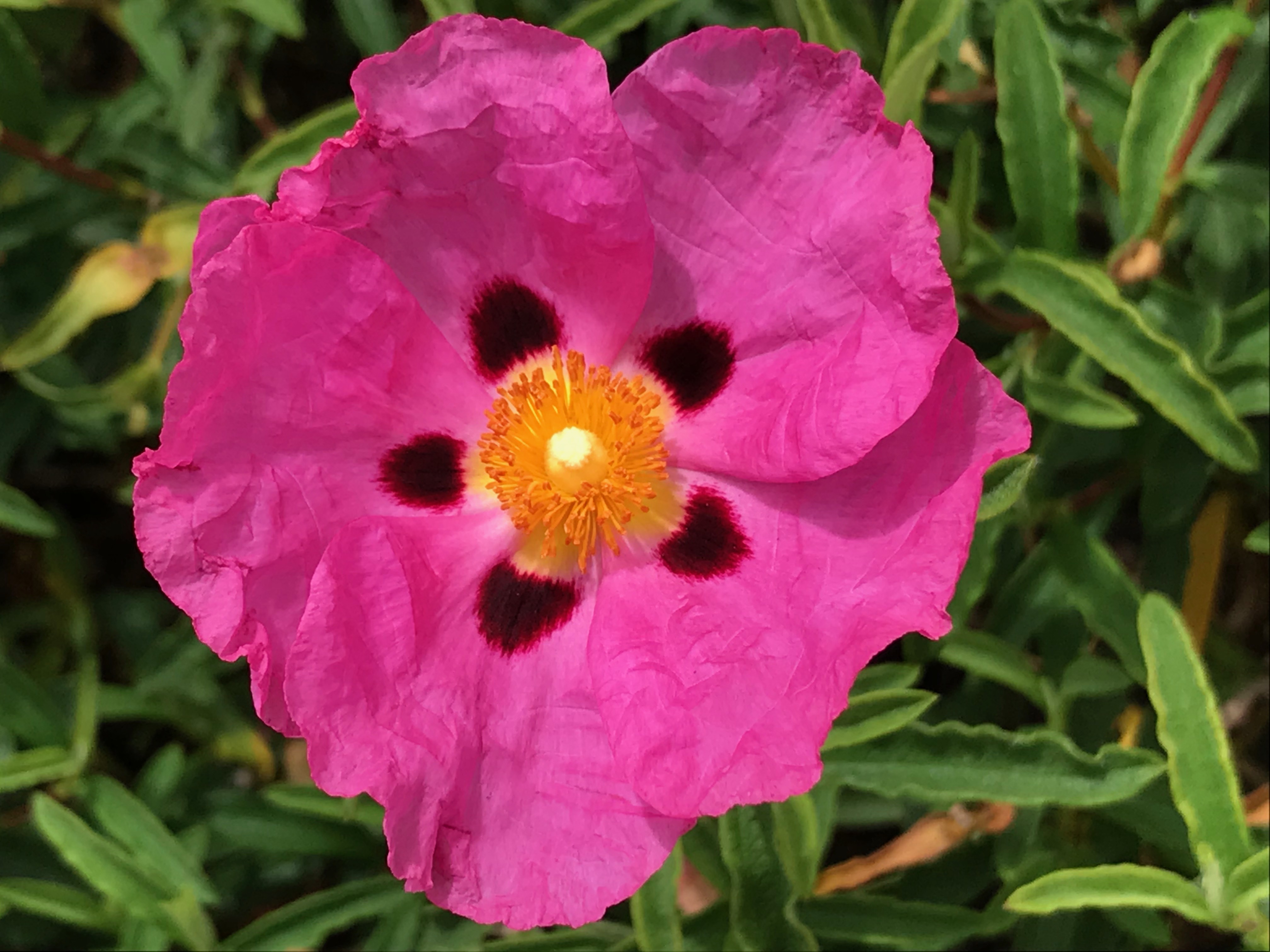 A Musing about my Love Angel (L.D. #9)[1]