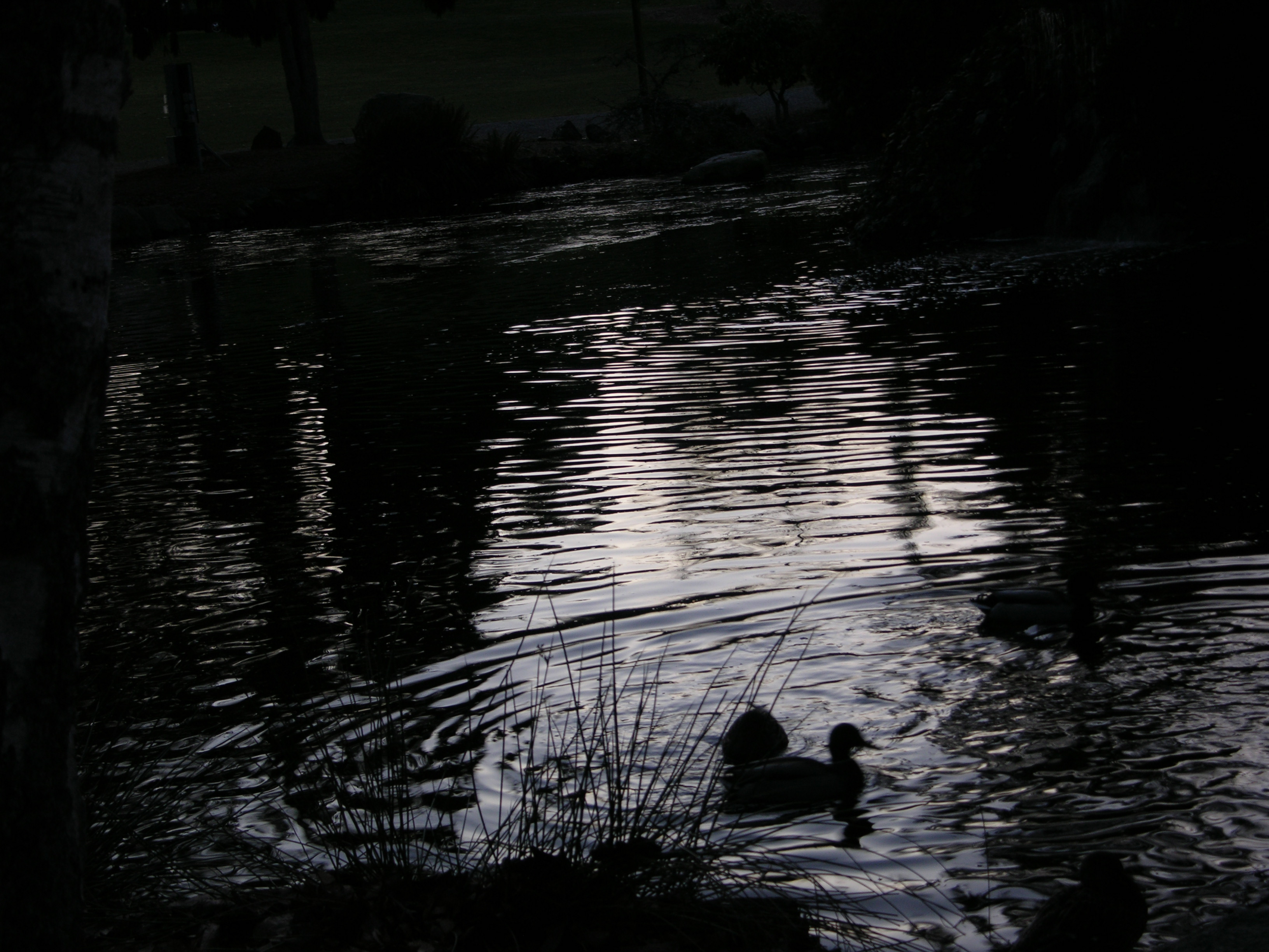 Swamp Wo(e)-man and Her World