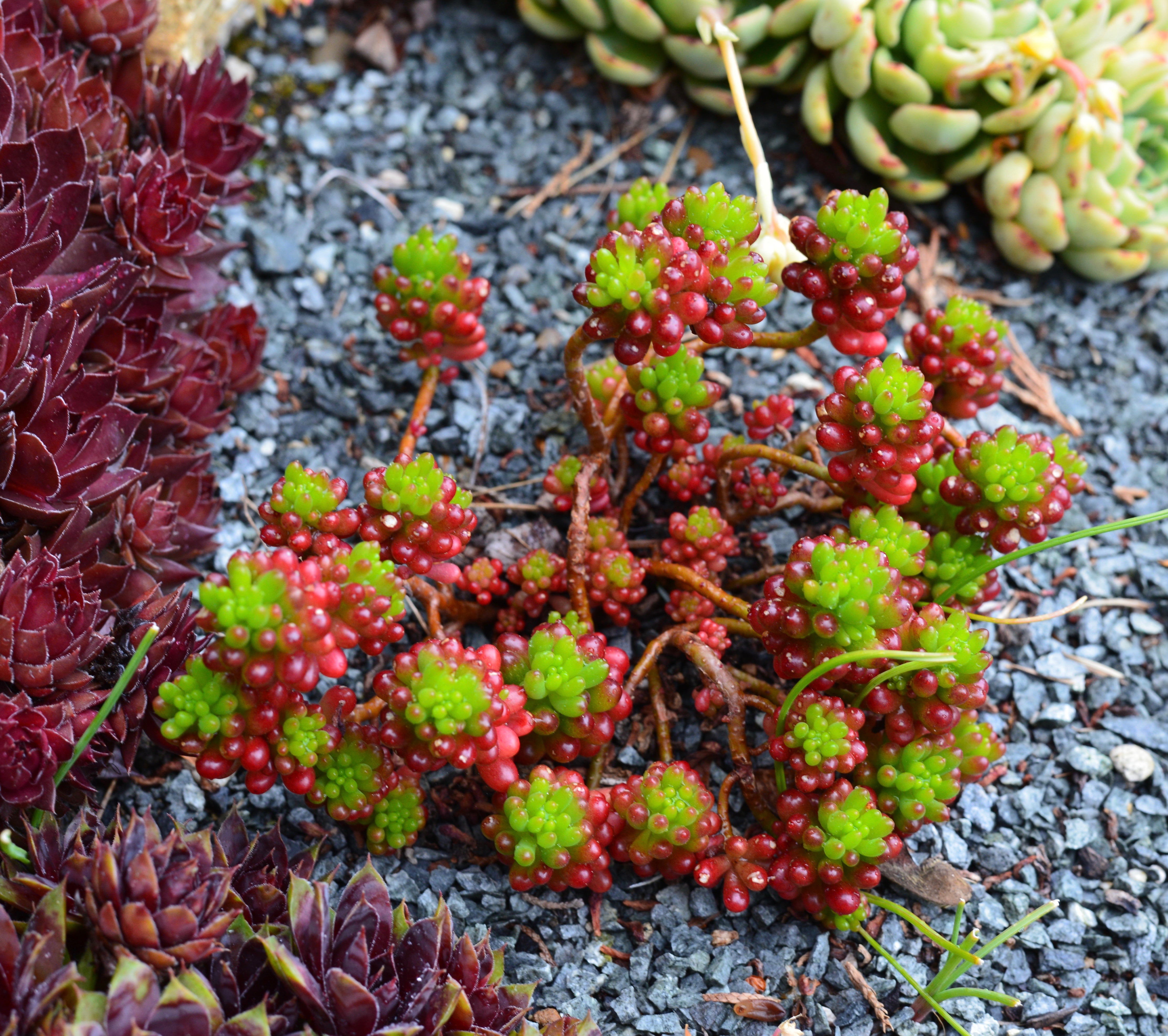 Meet my two friends, Tzadi צ and Ayin. ע