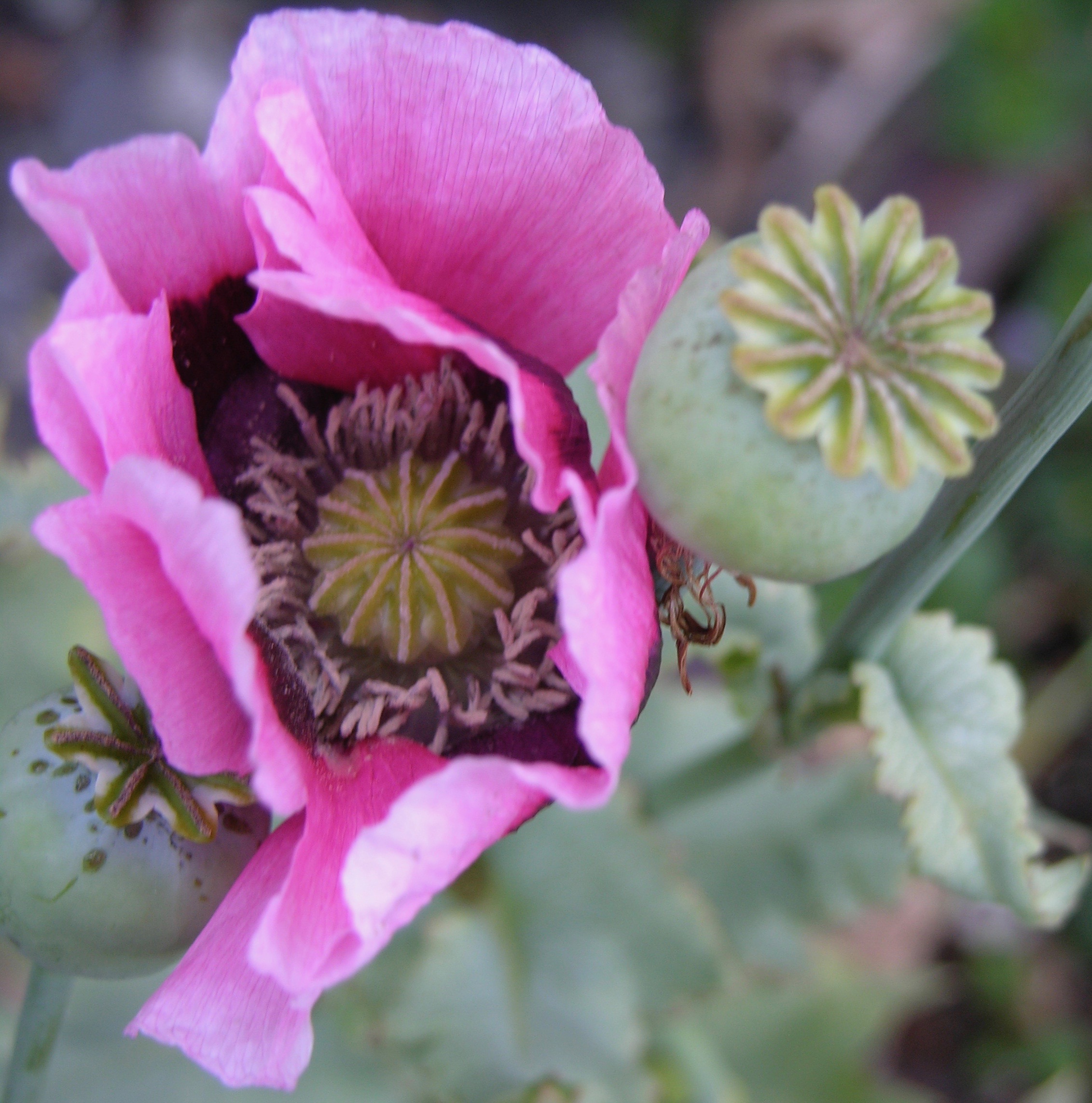 Careless Speech (L.D. #8.5)