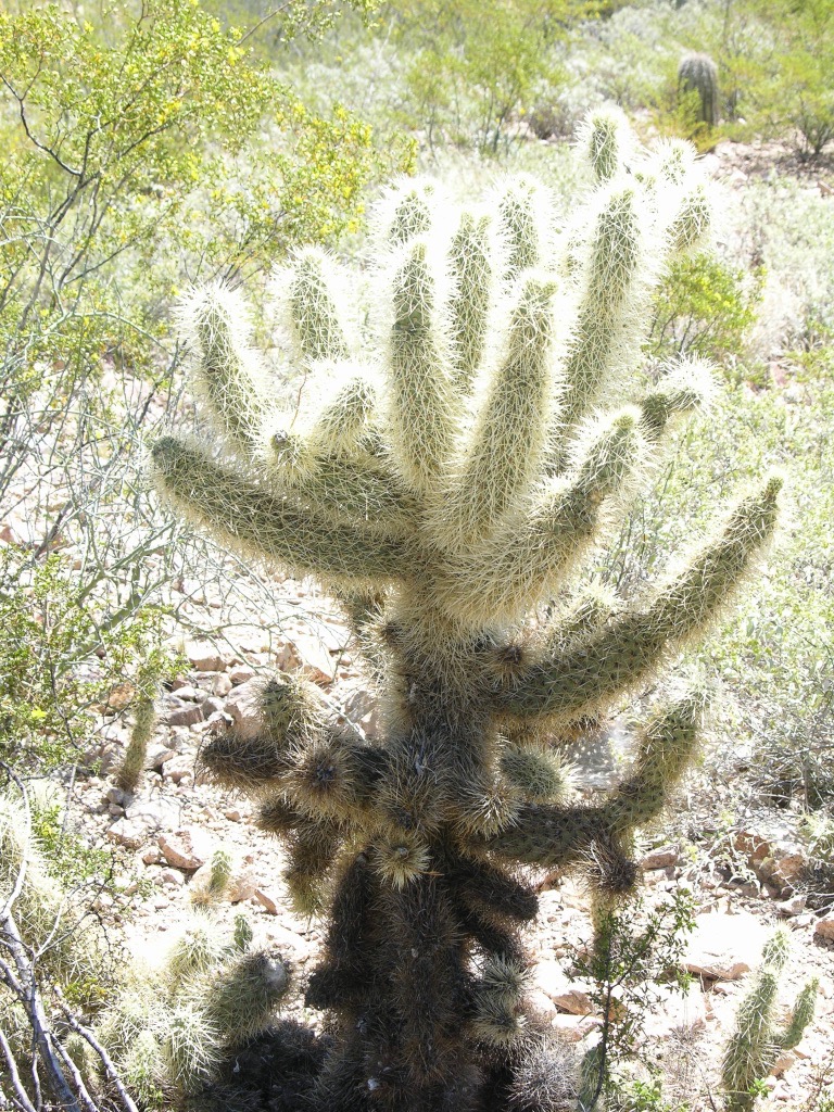 Letter to a blonde New Age Channel and Healer leading the “Strongest of the Strong”