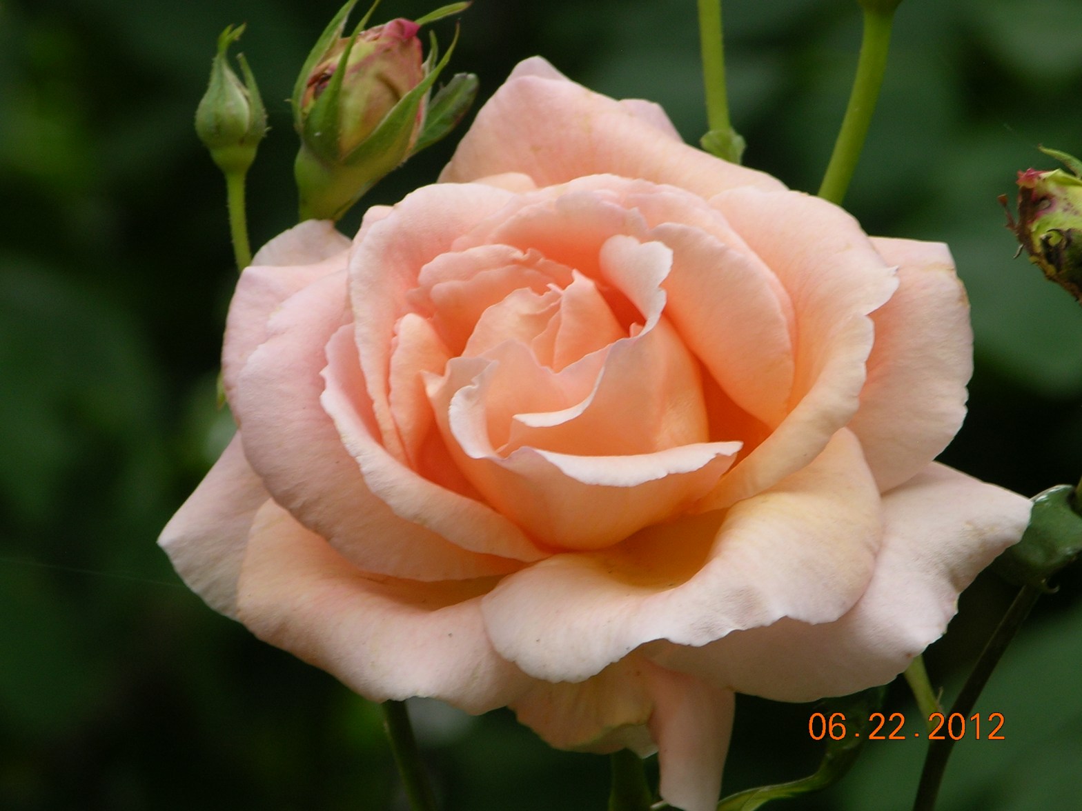 Pruning roses