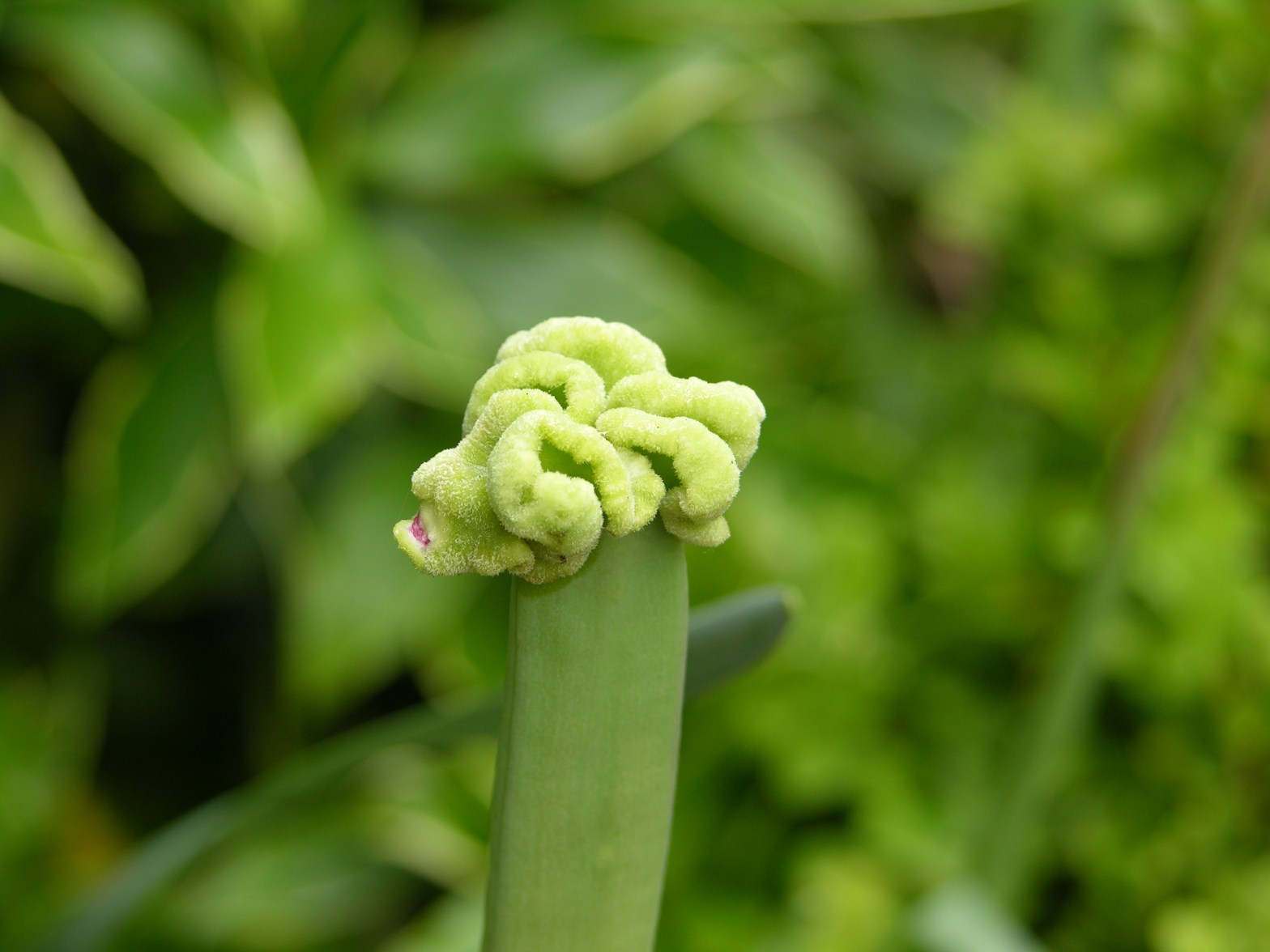 Vav/Vau ו – Freed by Netzach ‘s E-motion (part 3)