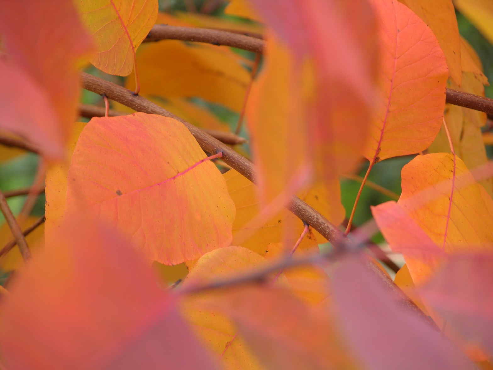 Listening to music of my sphere