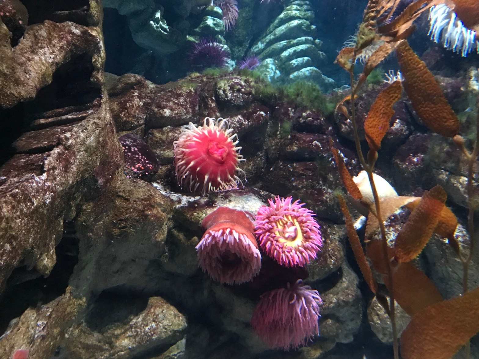 Zayin -Words of L’ove (pt.4)