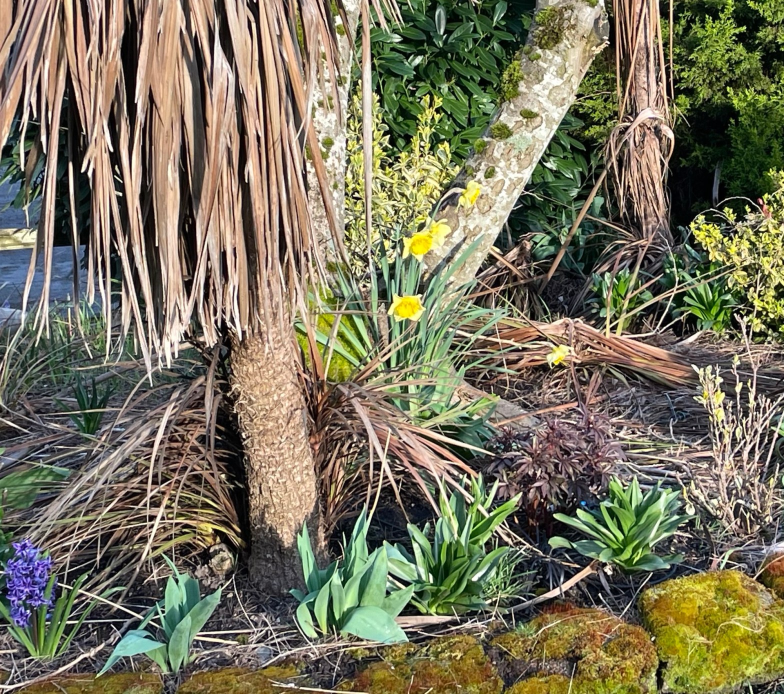 Narcissi(sts)-another flower essay