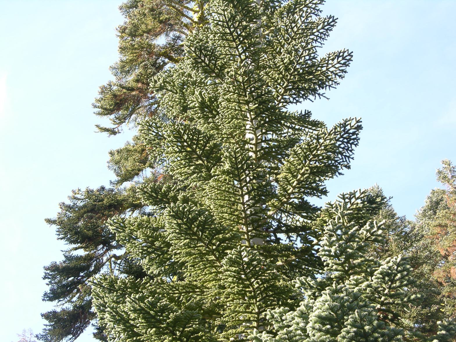 Letter to a ‘New Age Healer’