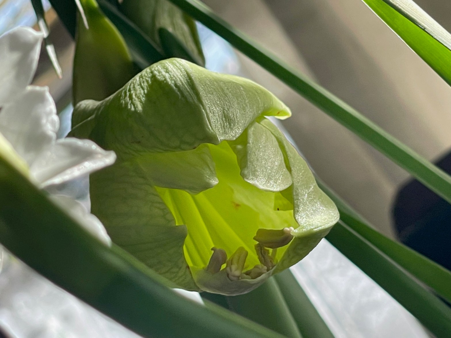 Peh פ- is our mouth, and speech coming out of it.