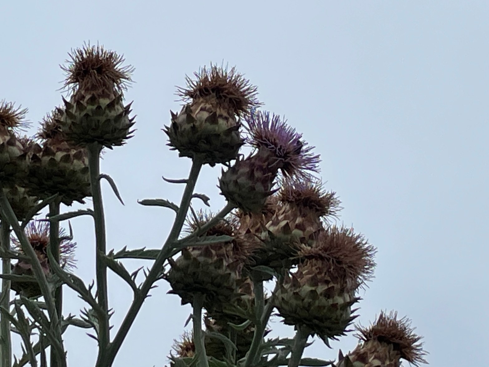 Peh delivers spiritual freedom