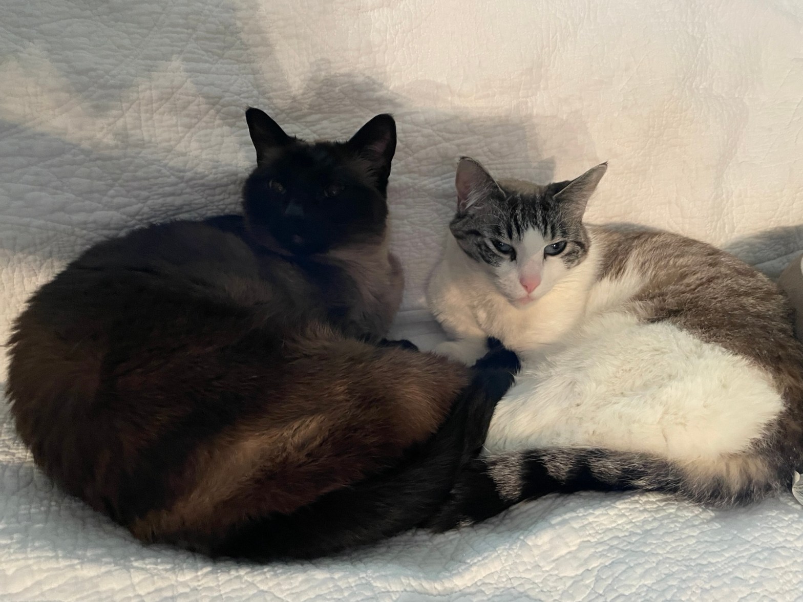 “Saturn on the steps”- from a dream sequence