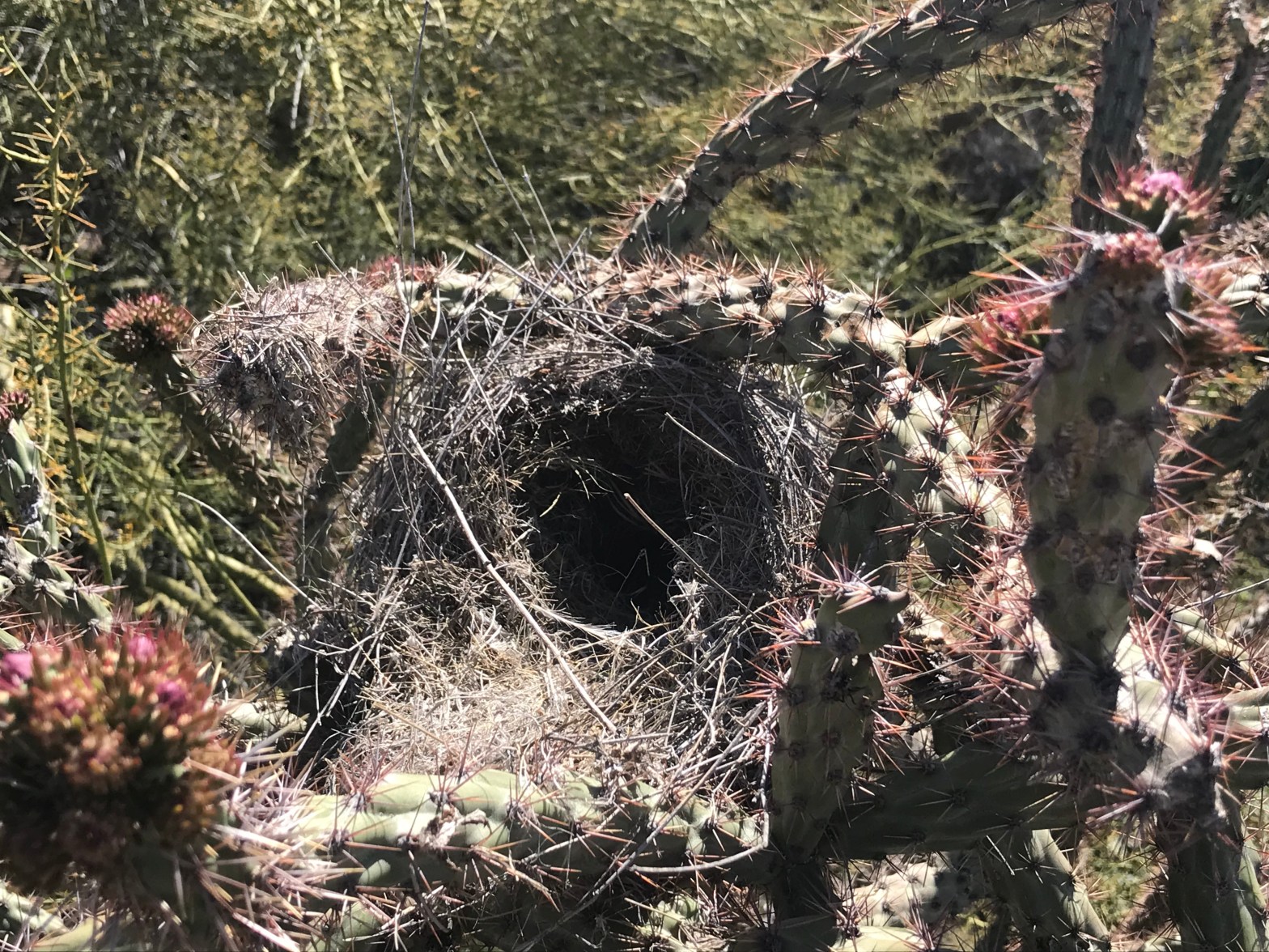 A Blessing for All Tricksters!