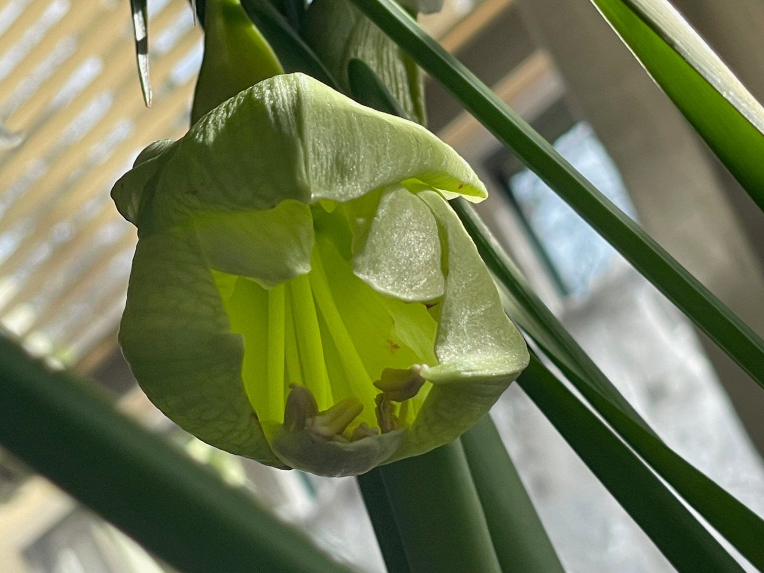 An unpublished reply