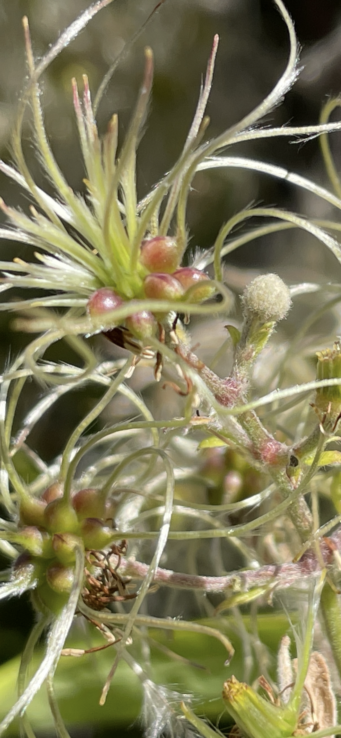 First thoughts after Kelly Kolodney/ Aa Raphael Resurrection Day 1.