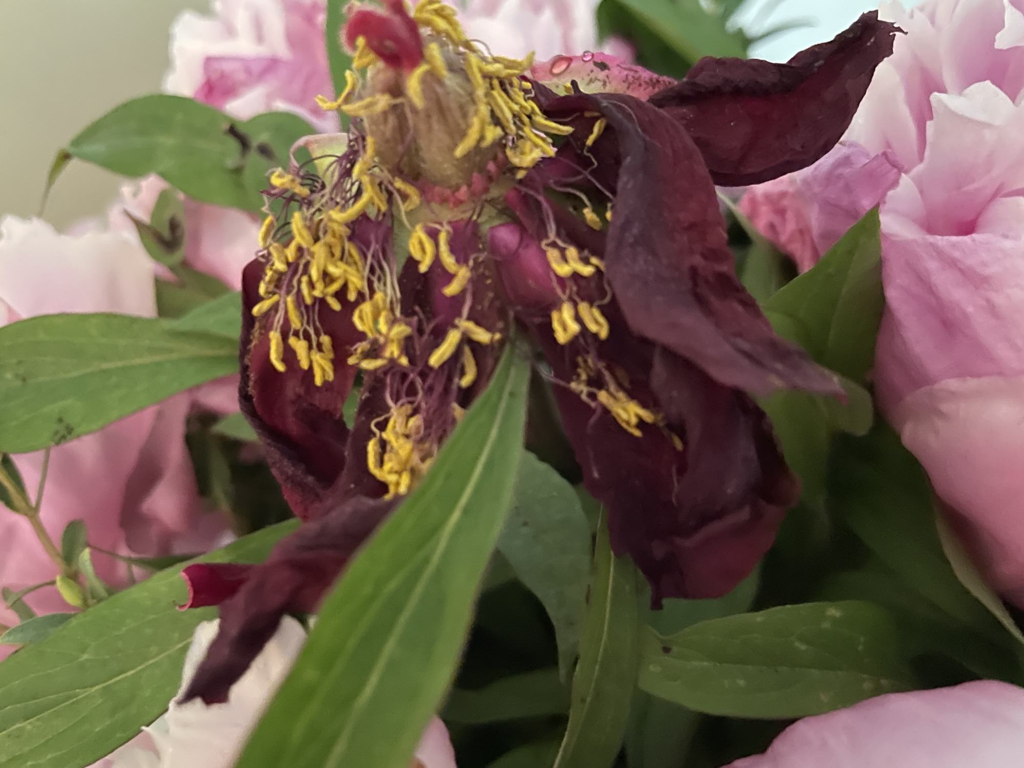 Another Paean – about my Realities of Motherhood